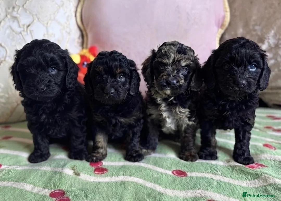 Cavapoo dogs for sale: F1 cavapoo puppies boys & girls  - Advert 1