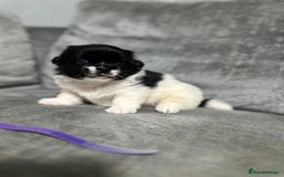 Mixed Breed dogs for sale: 6 beautiful Shih Tzu/Pomerianian puppies !  - Image 3