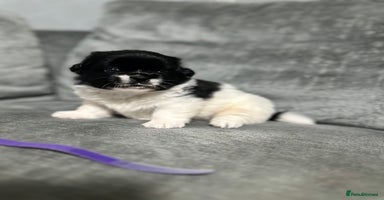 Mixed Breed dogs - Advert 6