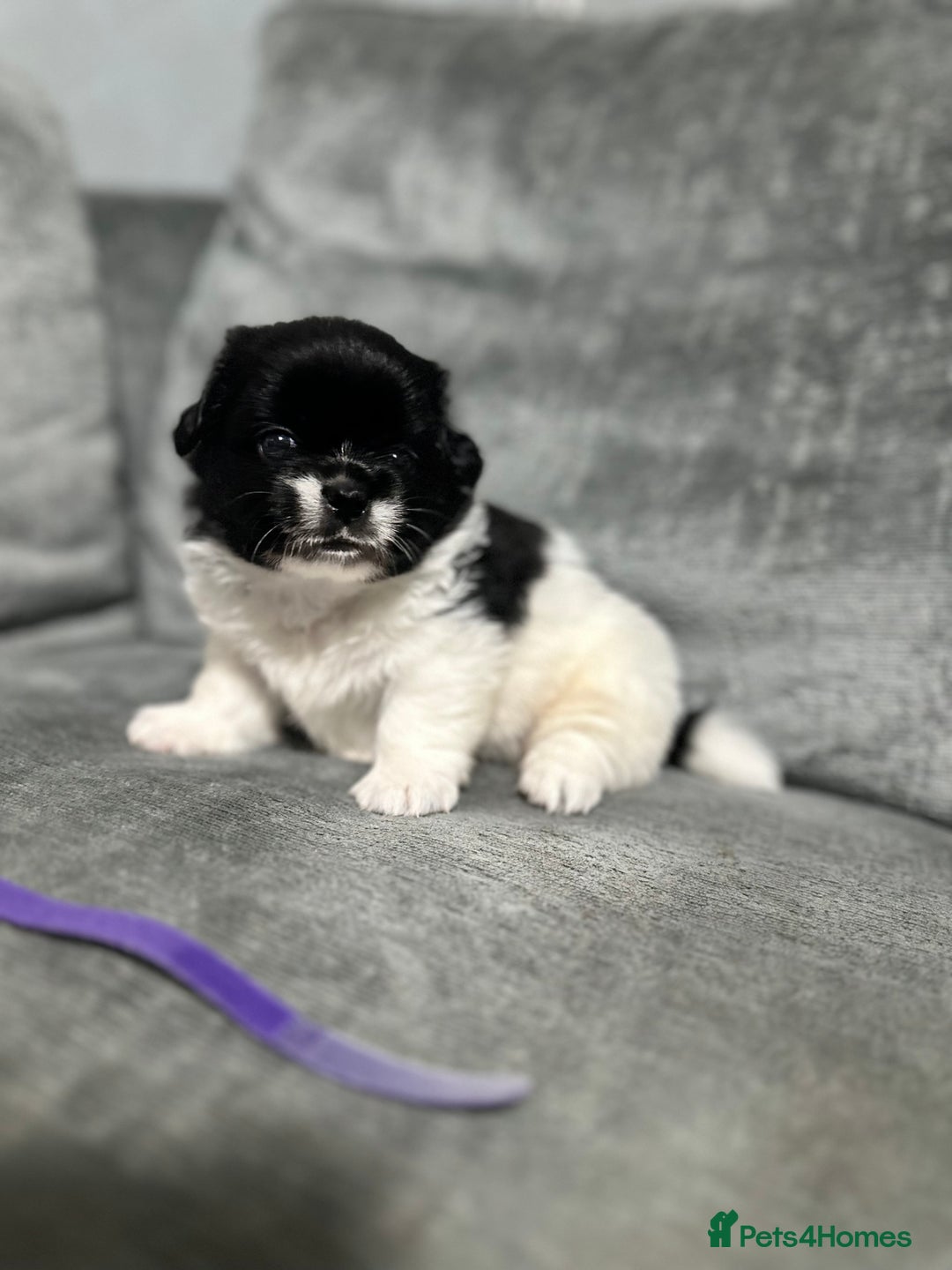 Mixed Breed dogs for sale: 6 beautiful Shih Tzu/Pomerianian puppies !  - Image 3