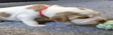 Male - Orange Roan - Red Collar