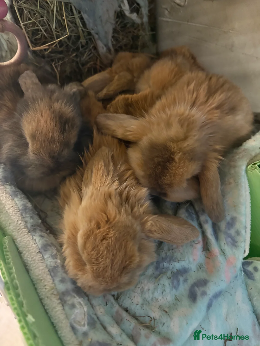 Mini Lop rabbits for sale: Vaccinated/raised indoors, mini lops and lion lop  - Advert 2