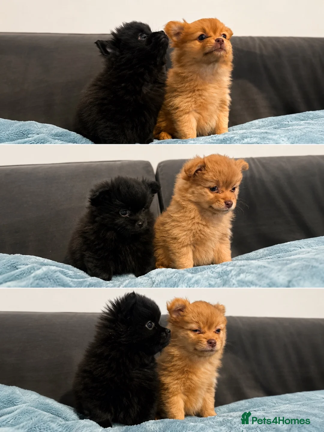 Pomeranian dogs for sale: Adorable Pomerania puppies  - Advert 3