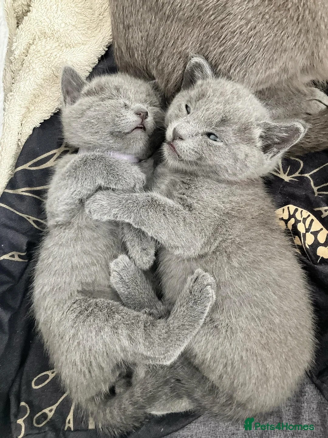 Russian Blue cats for sale: grey-furred russian blue - Advert 5