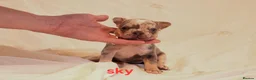 French Bulldog dogs for sale: Gorgeous French Bulldog puppies. in Filey - Advert 6