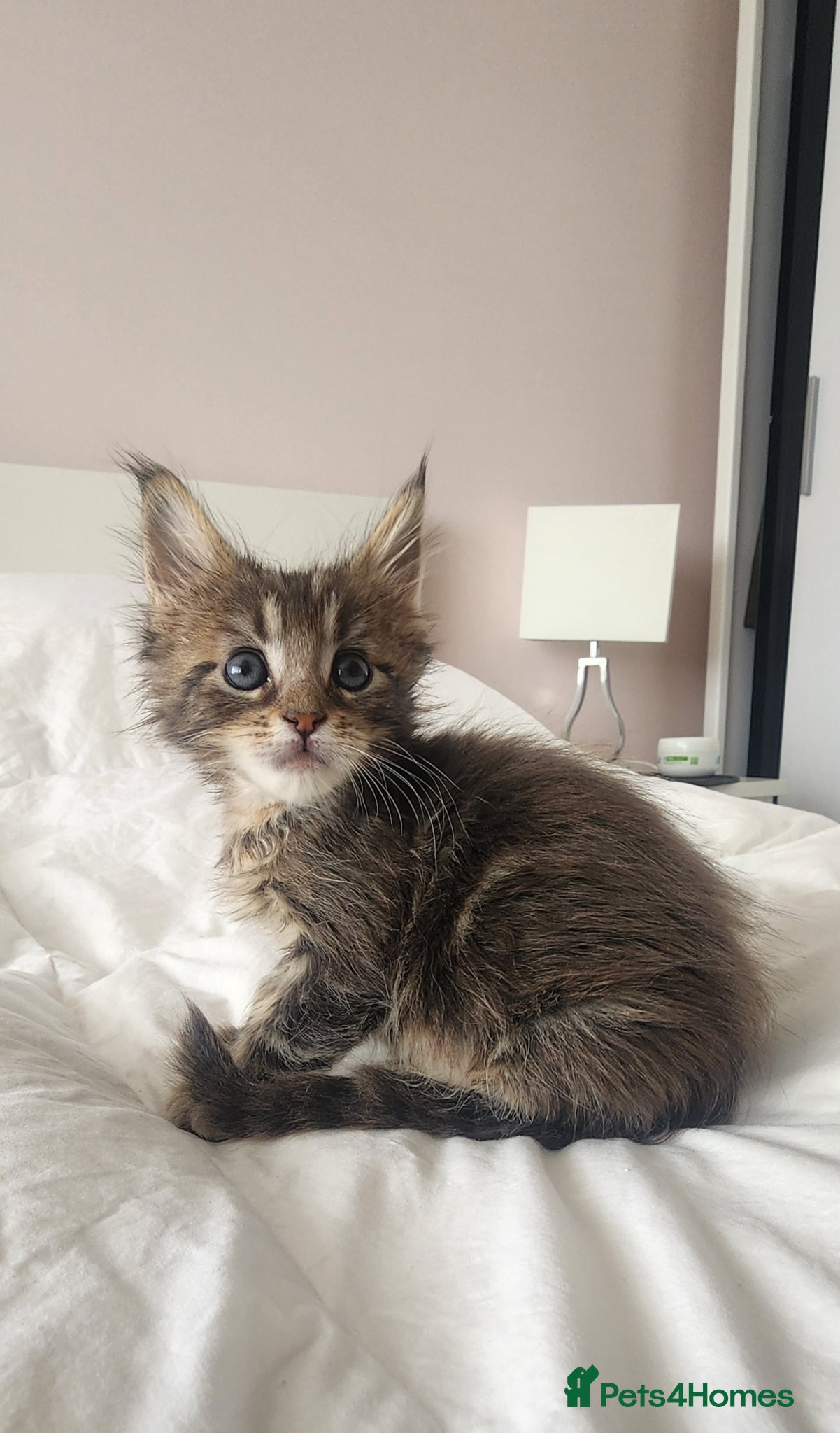 Maine Coon cats 💫💫Beautiful Maine Coon Kittens💫💫 - Advert 2