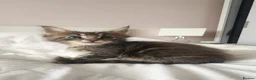 Maine Coon cats for sale: 💫💫Beautiful Maine Coon Kittens💫💫 - Advert 8