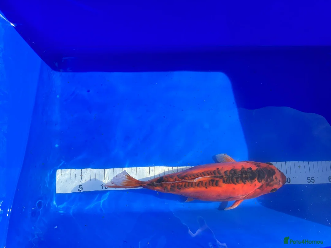 Koi Carp fish for sale: Mixed Koi in Yarm - Advert 2