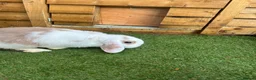 Mini Lop rabbits for sale: Purebred baby male mini lop  - Advert 14