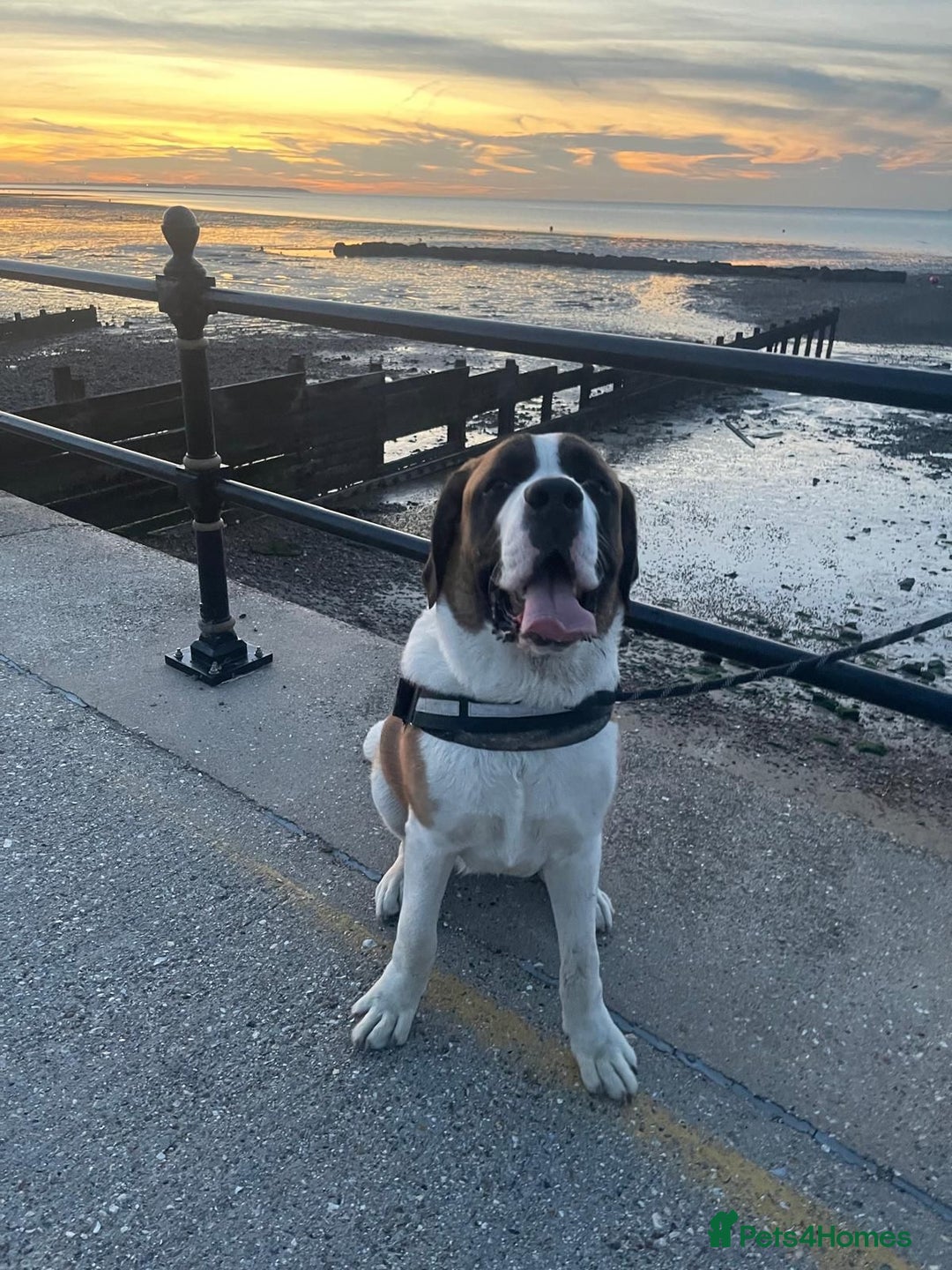Saint Bernard dogs for sale: Lovely Saint Bernard girl  - Image 3