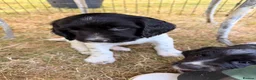 English Springer Spaniel dogs for sale: KC Registered Black & White ESS Puppies in Ludlow - Advert 7
