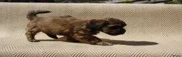 Mixed Breed dogs for sale: Havatoodle Pups - Advert 23