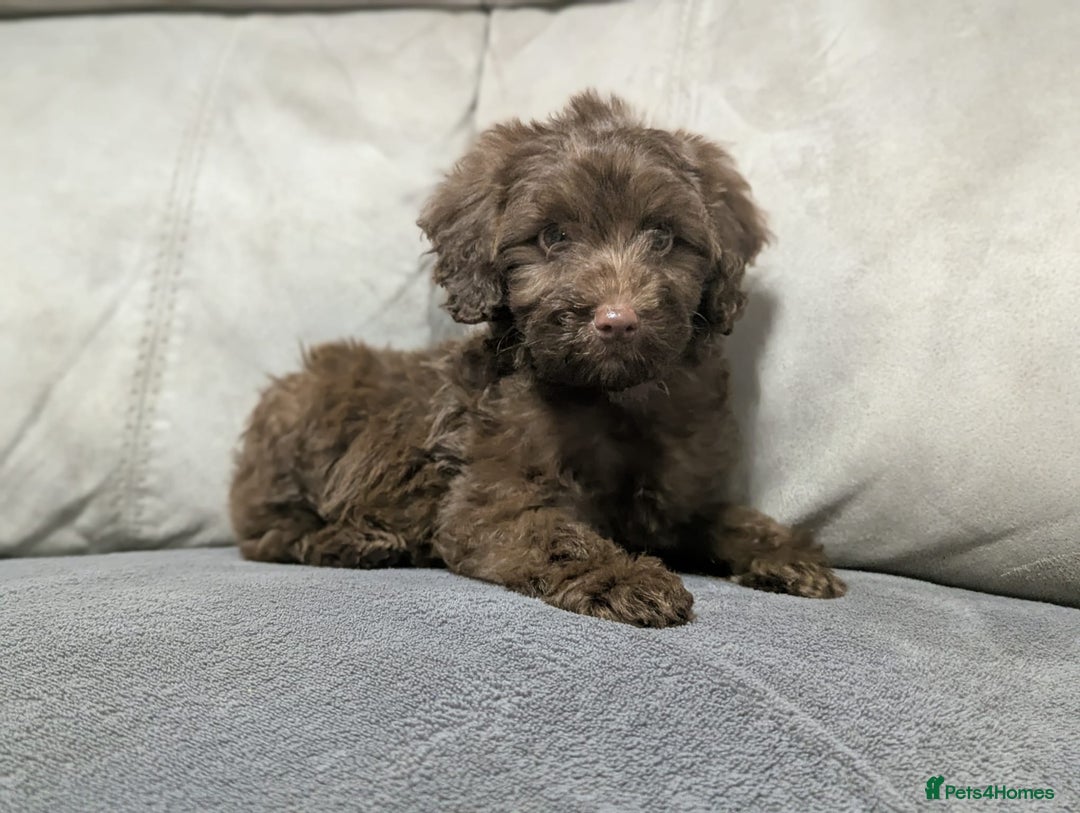 Cockapoo dogs for sale: 🐶 3 Left- Ready to Leave 🐶 - Advert 27