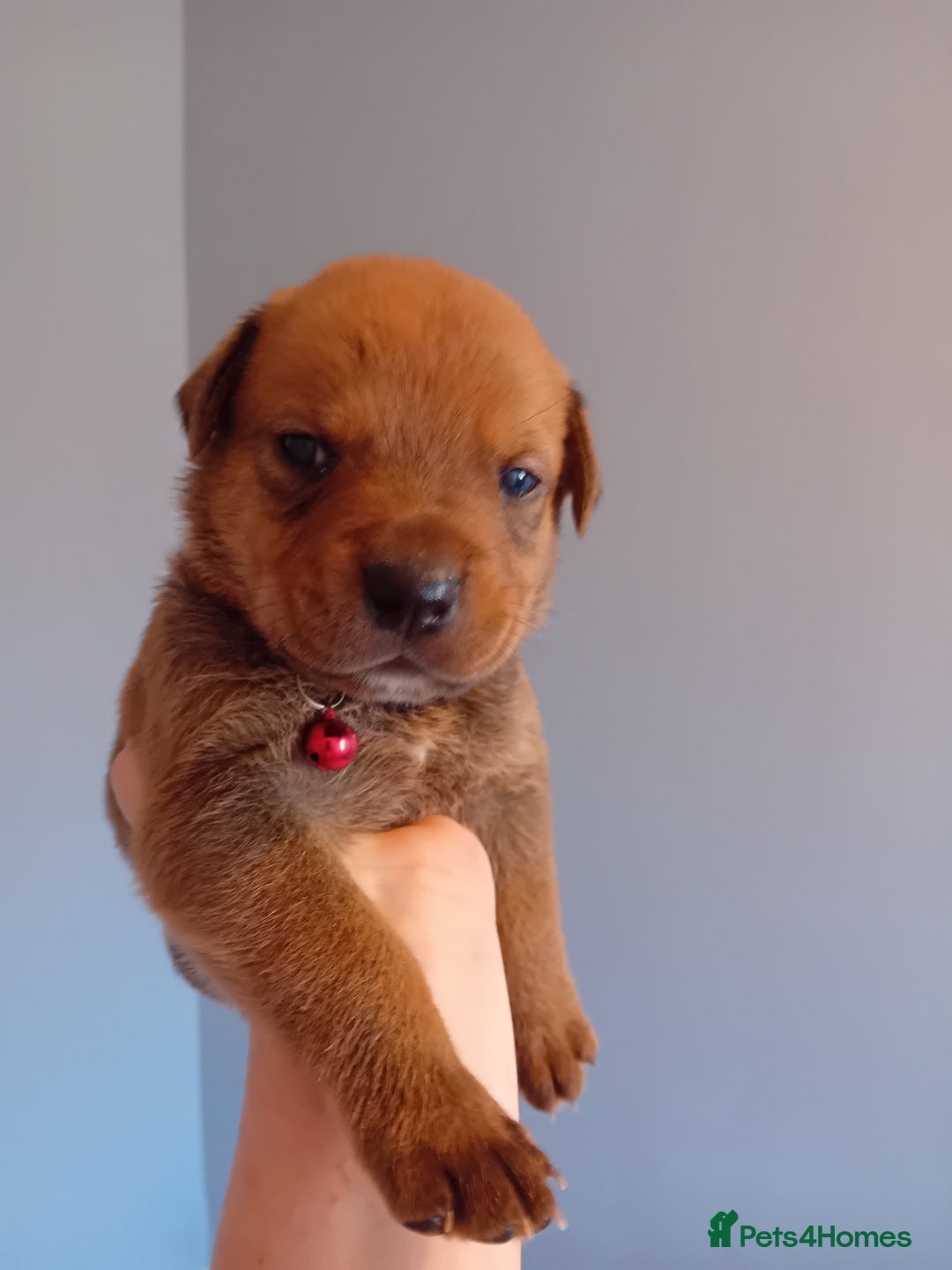 Mixed Breed dogs for sale: Gorgeous rottweiler cross puppies  - Image 26