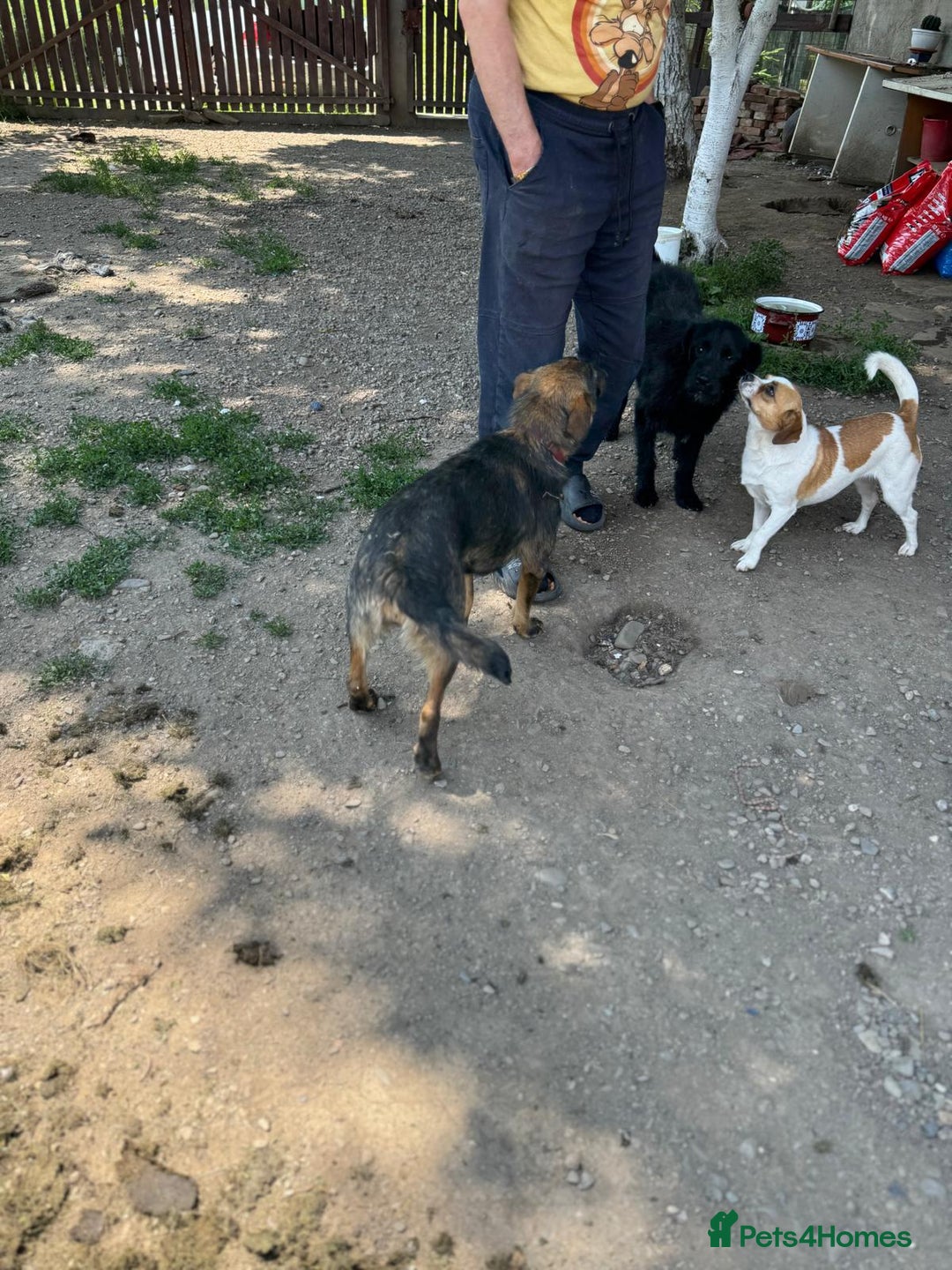 Mixed Breed dogs for adoption: Meet Lovely little LOTTIE! she needs a Loving Home - Image 21