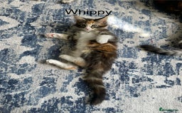 Maine Coon cats for sale: Mainecoon kittens  - Image 9
