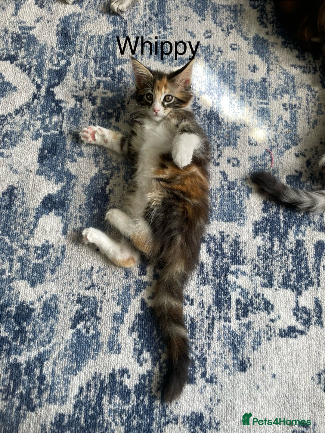 Maine Coon cats for sale: Mainecoon kittens  - Image 9