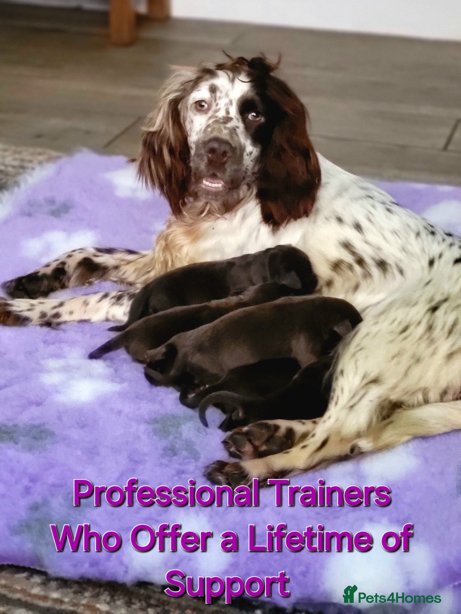 Springador dogs Beautiful Springador Puppies  - Advert 1