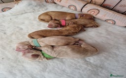 Cavapoo dogs for sale: 5* Beautiful cavapoo puppies 🐶 in Swansea - Image 18