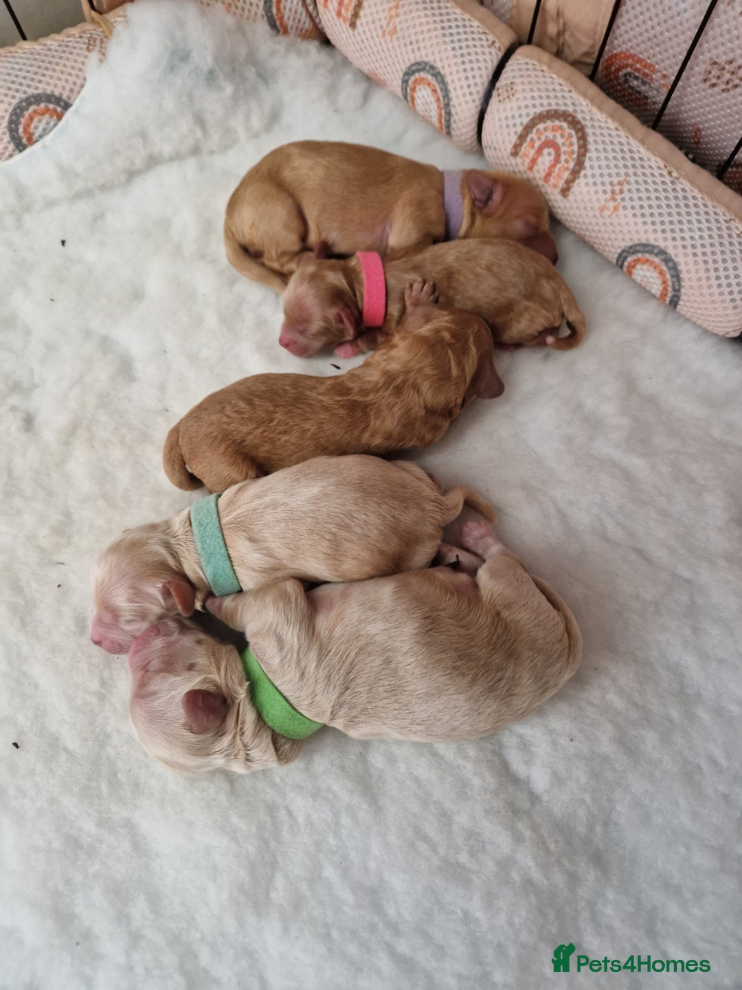 Cavapoo dogs for sale: 5* Beautiful cavapoo puppies 🐶 in Swansea - Image 18