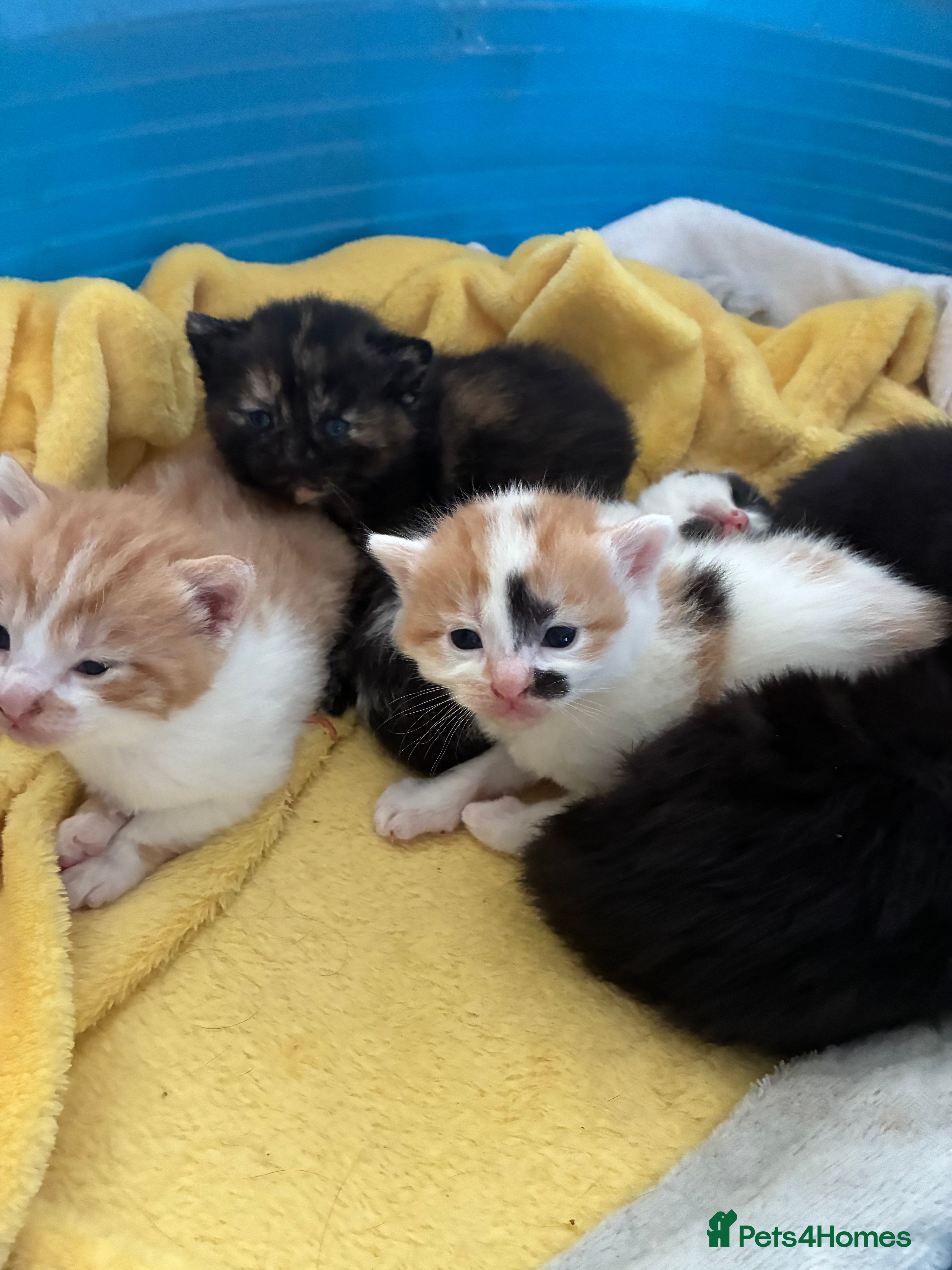 Mixed Breed cats 3 gorgeous kittens left for sale  - Advert 18