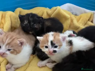 Mixed Breed cats 3 gorgeous kittens left for sale - Advert 18