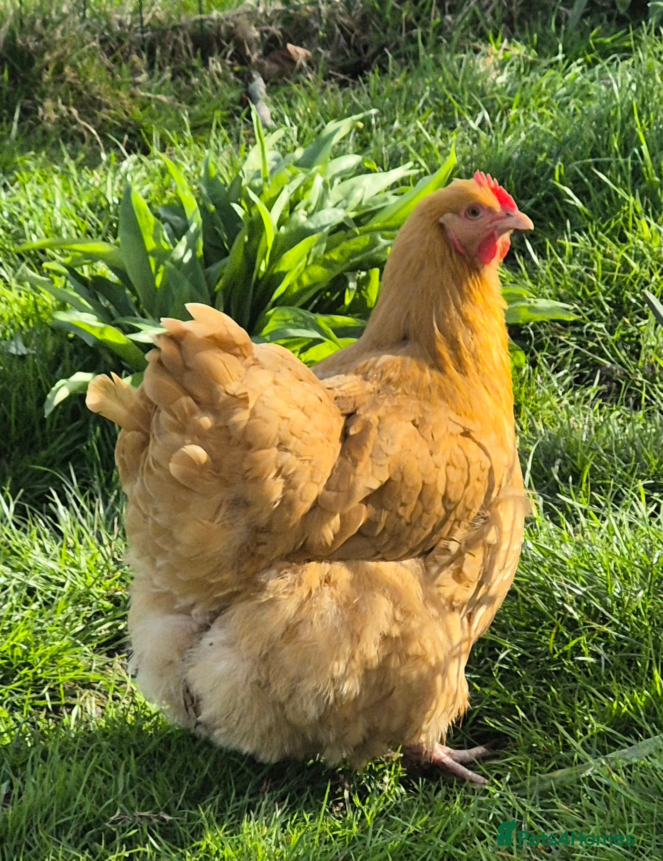 Chickens poultry 6 Buff Orpington Hens  - Advert 2