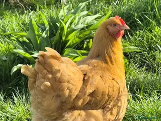 Chickens poultry 6 Buff Orpington Hens - Advert 2