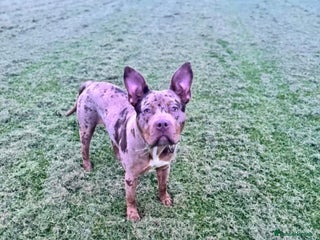 Mixed Breed dogs Male XL - Advert 4