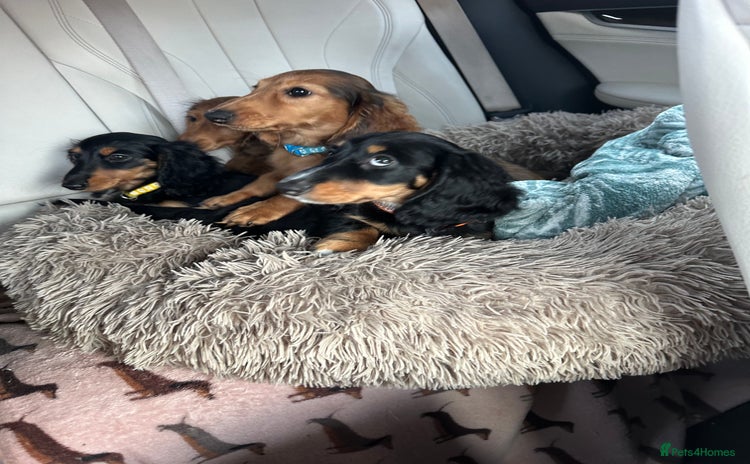 Dachshund dogs - Advert 13