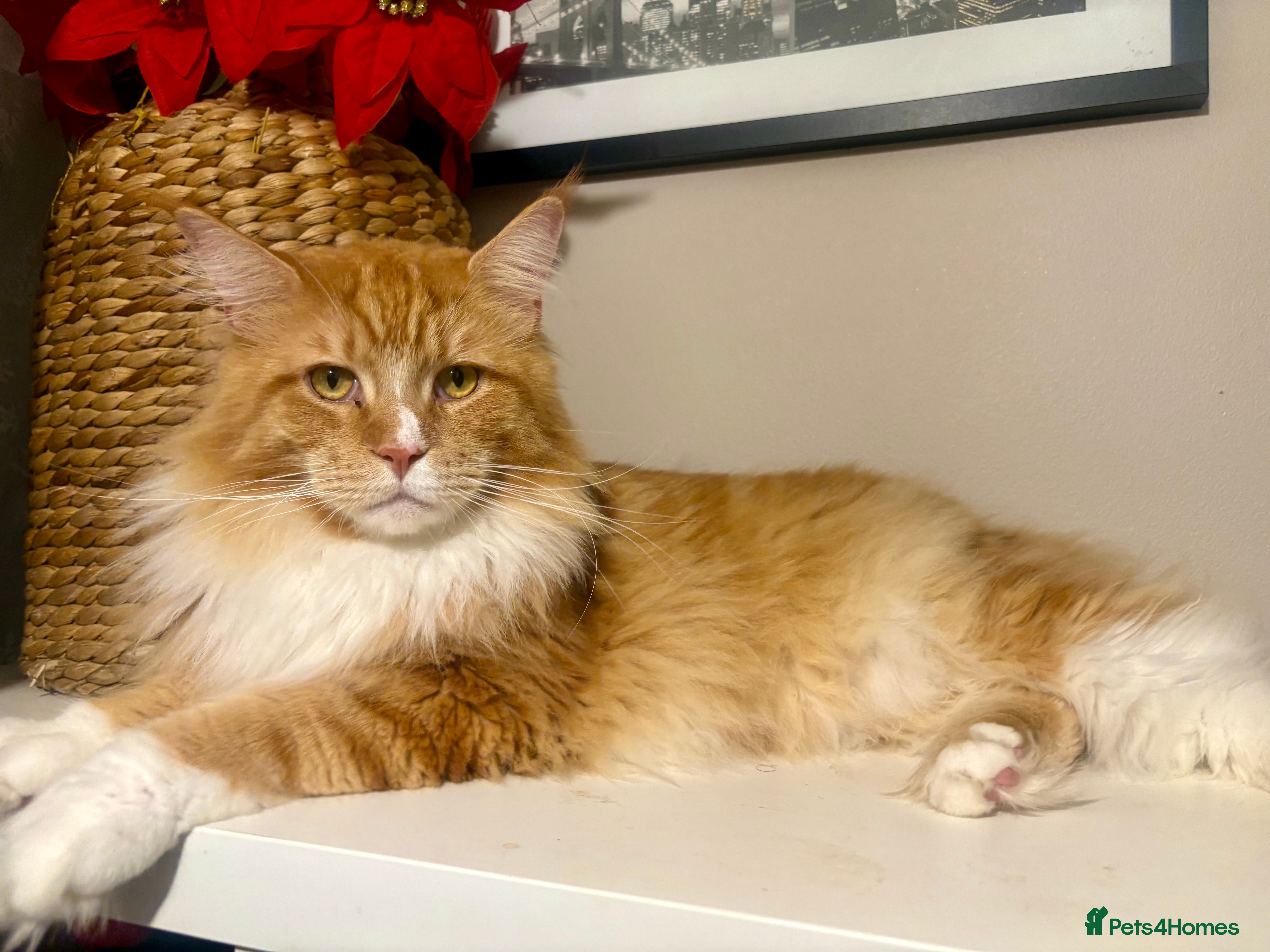 Maine Coon cats Maine coon xl - Advert 7