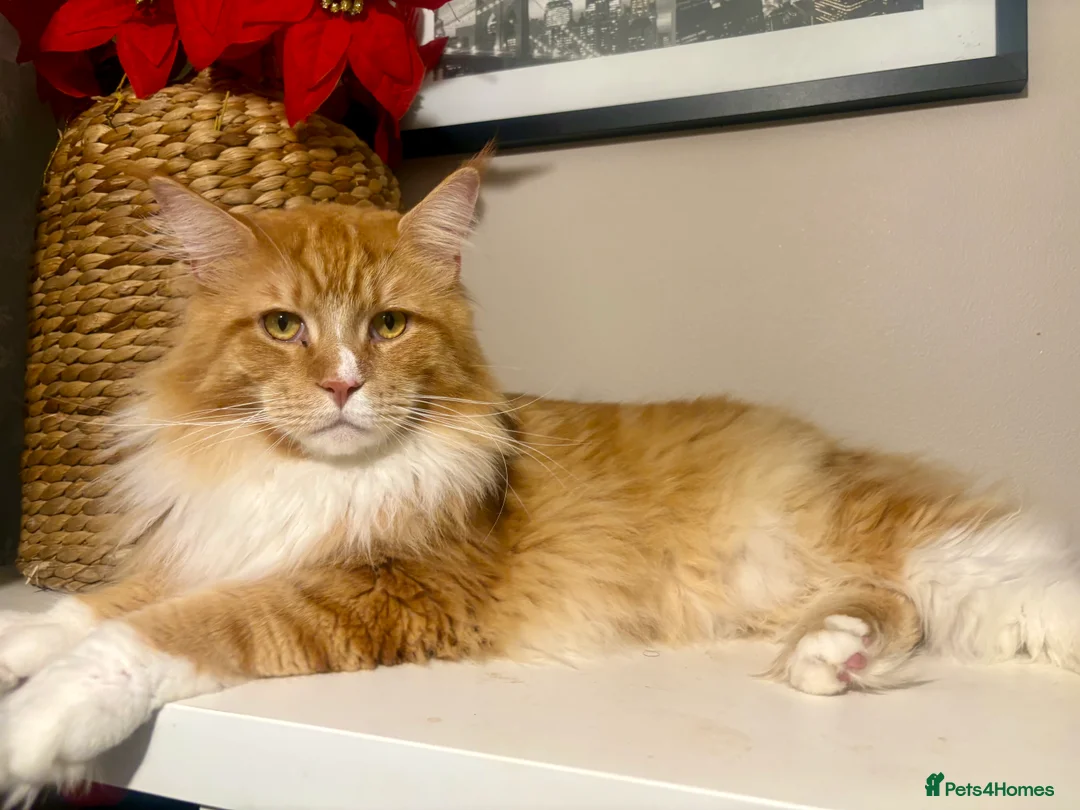 Maine Coon cats for sale: Maine coon xl - Advert 15