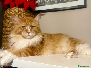 Maine Coon cats Maine coon xl - Advert 7