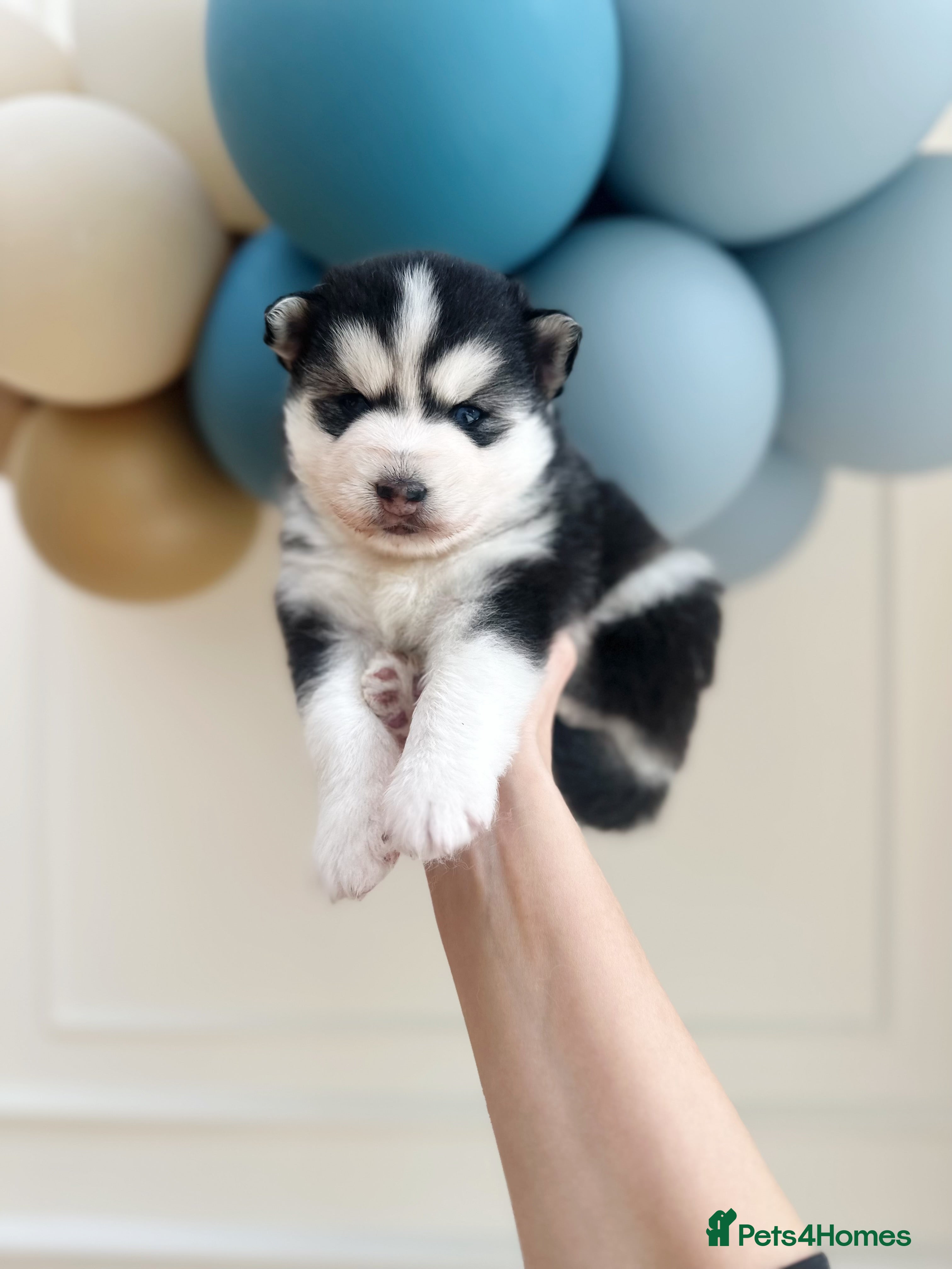 Pomsky dogs Pomskies Seeking Their Forever Home - ONLY 1 Left - Advert 2