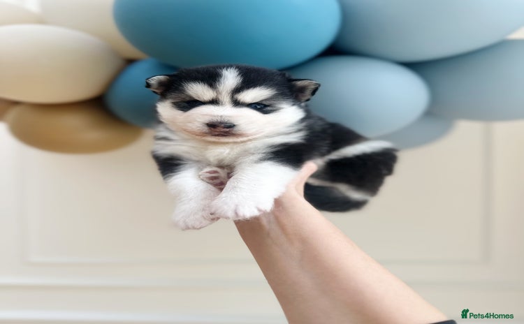 Pomsky dogs - Advert 6