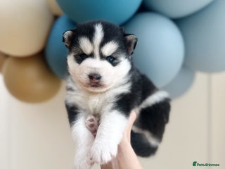 Pomsky dogs for sale - Advert 1