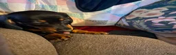Dachshund dogs for sale: Beautiful Black and Tan Girl ready now  - Advert 2