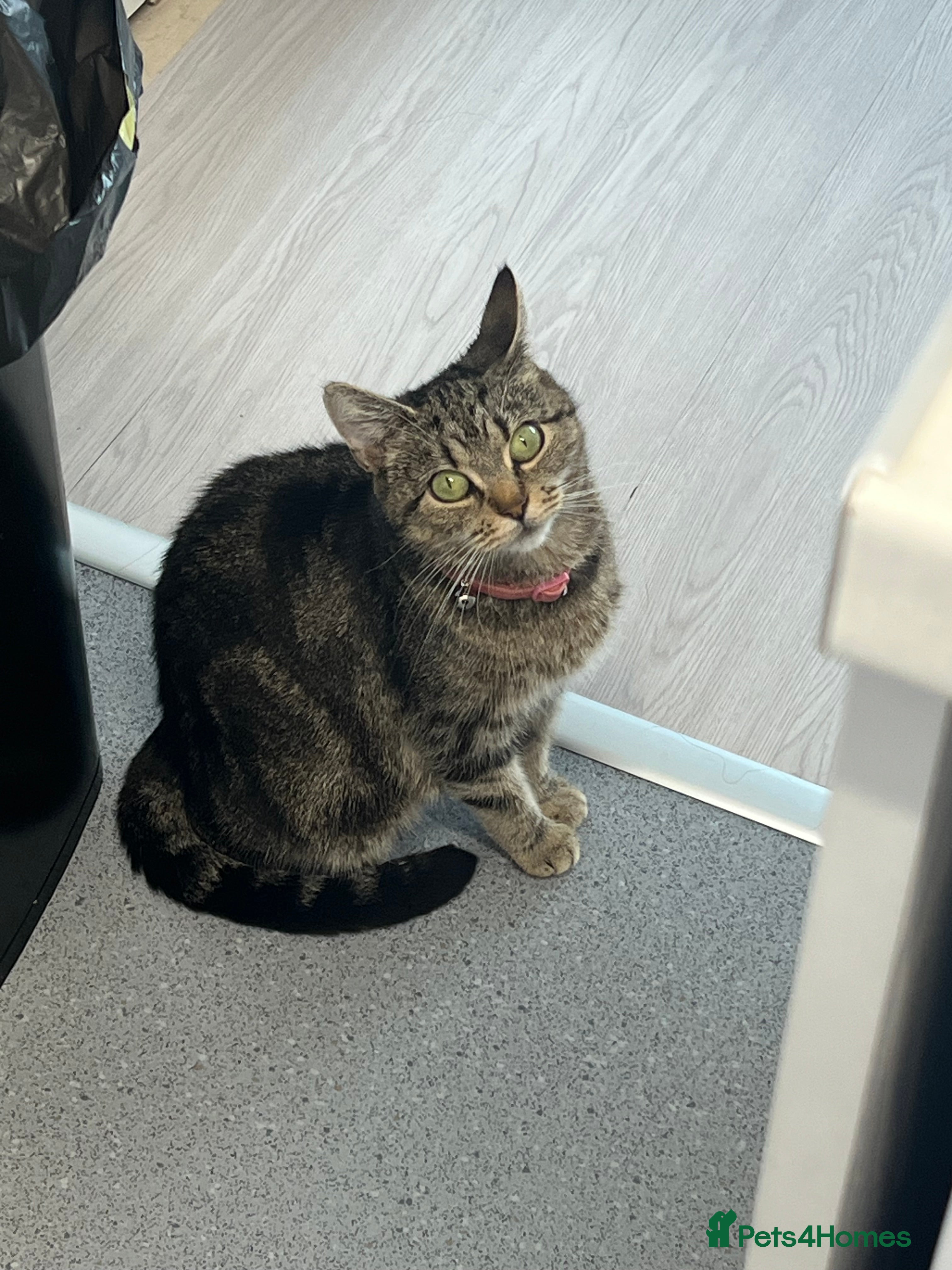 Domestic Shorthair cats Gorgeous black domestic short hair females  - Advert 2