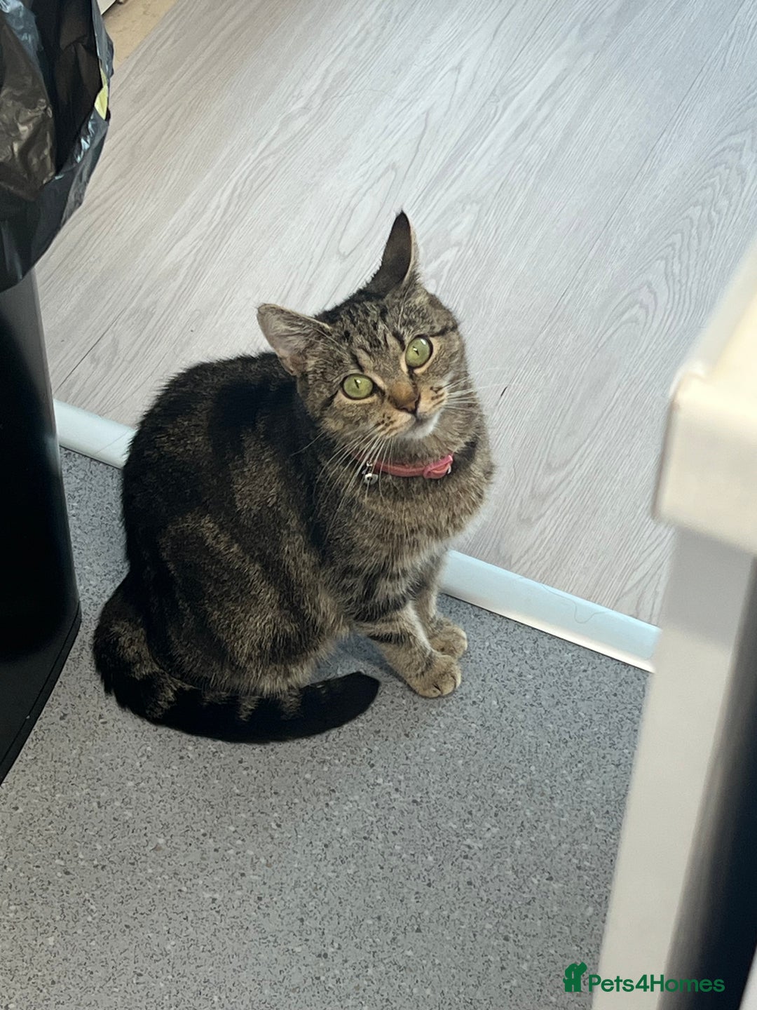 Domestic Shorthair cats for sale: Gorgeous black domestic short hair females  - Advert 1