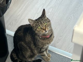 Domestic Shorthair cats Gorgeous black domestic short hair females - Advert 1