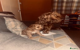 Cocker Spaniel dogs for sale: 8 week old boy cocker spaniel pup - Image 4