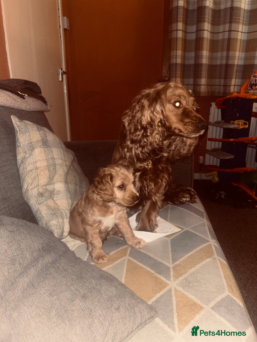 Cocker Spaniel dogs for sale: 8 week old boy cocker spaniel pup - Image 4