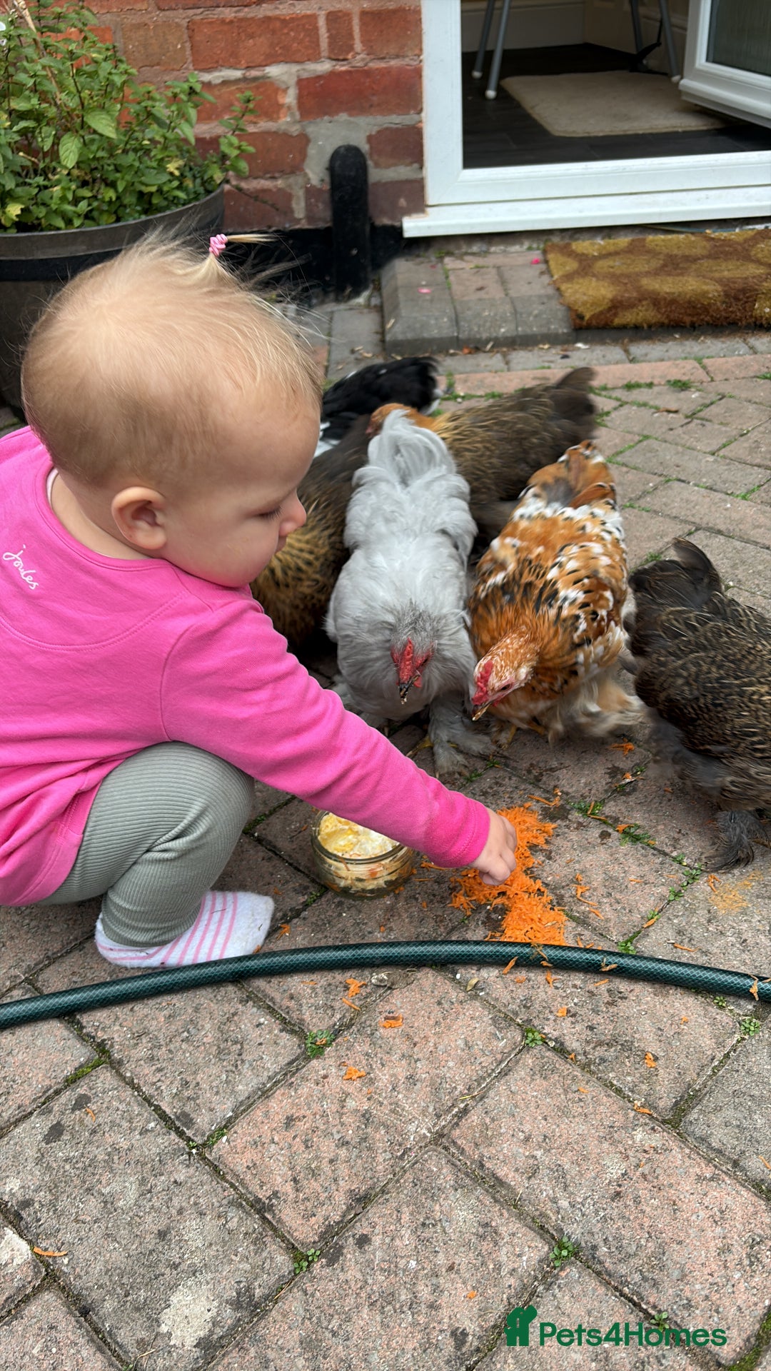 Chickens poultry for sale: Two Friendly Pekin Bantam Boys Looking for a home - Advert 4