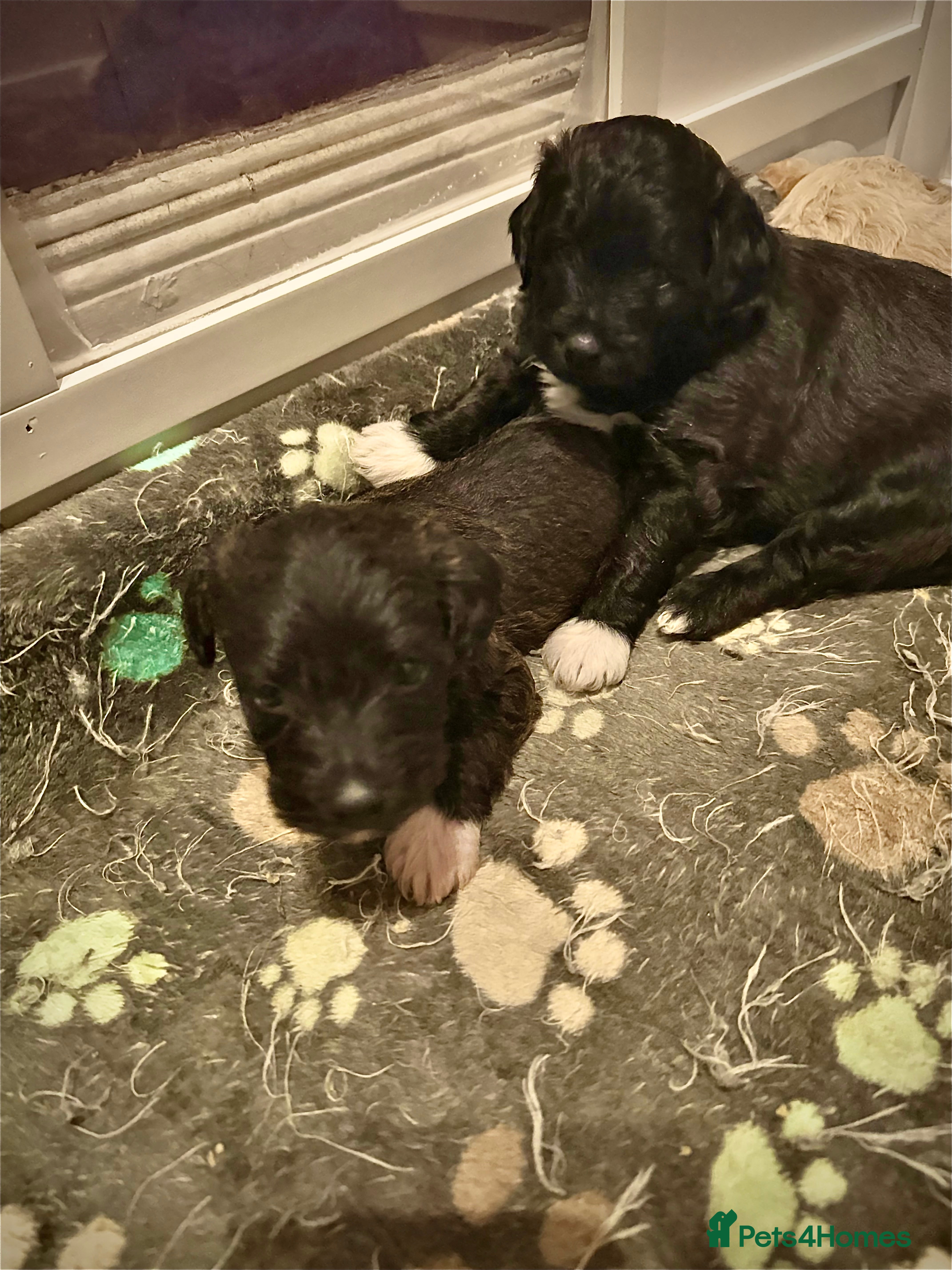 Mixed Breed dogs Jackapooshon’s for sale  - Advert 15