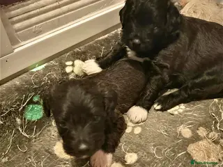 Mixed Breed dogs Jackapooshon’s for sale - Advert 15