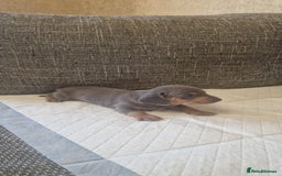 Dachshund dogs for sale: 2 girls and 1 boy miniature dachshund puppies  - Image 4