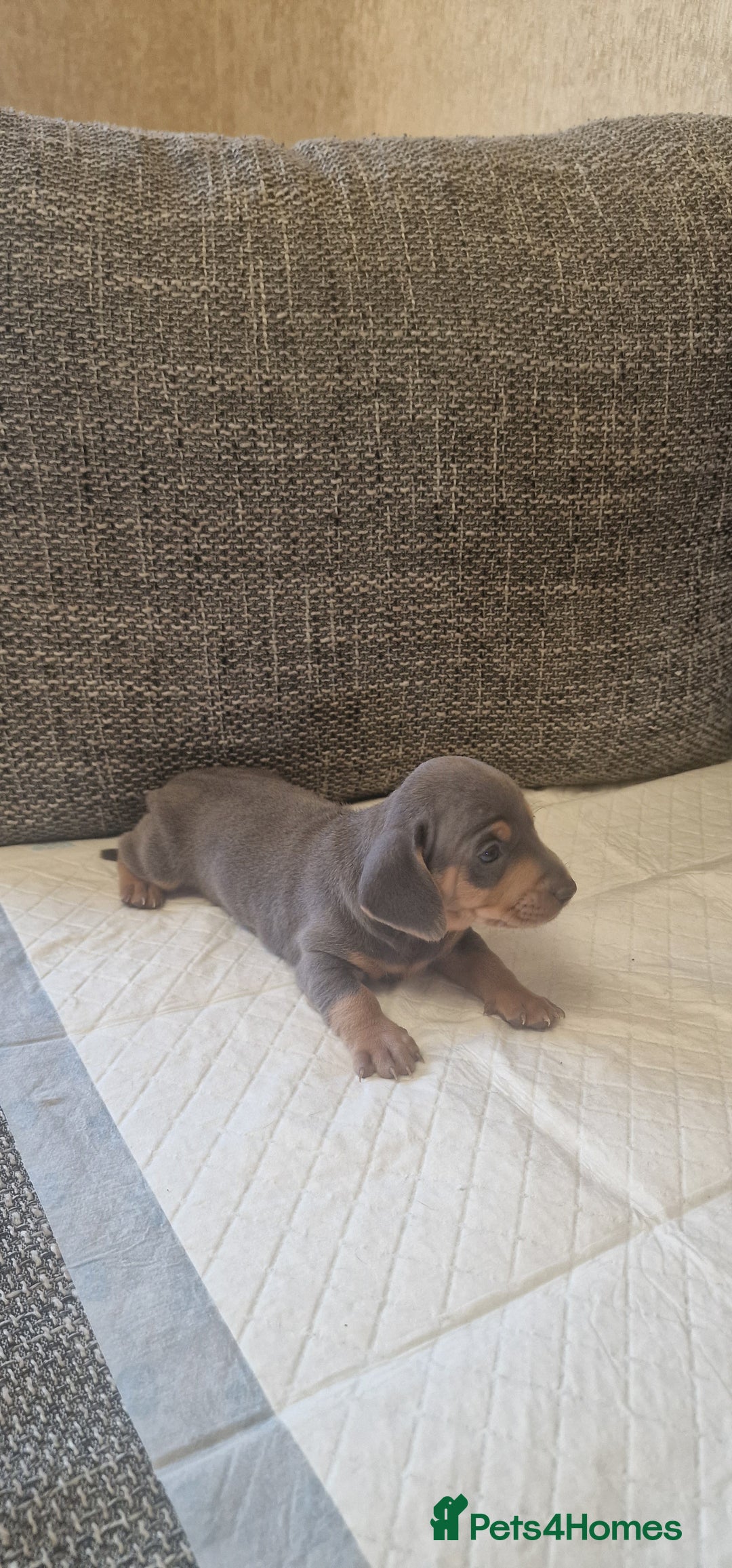 Dachshund dogs for sale: 2 girls and 1 boy miniature dachshund puppies  - Image 4