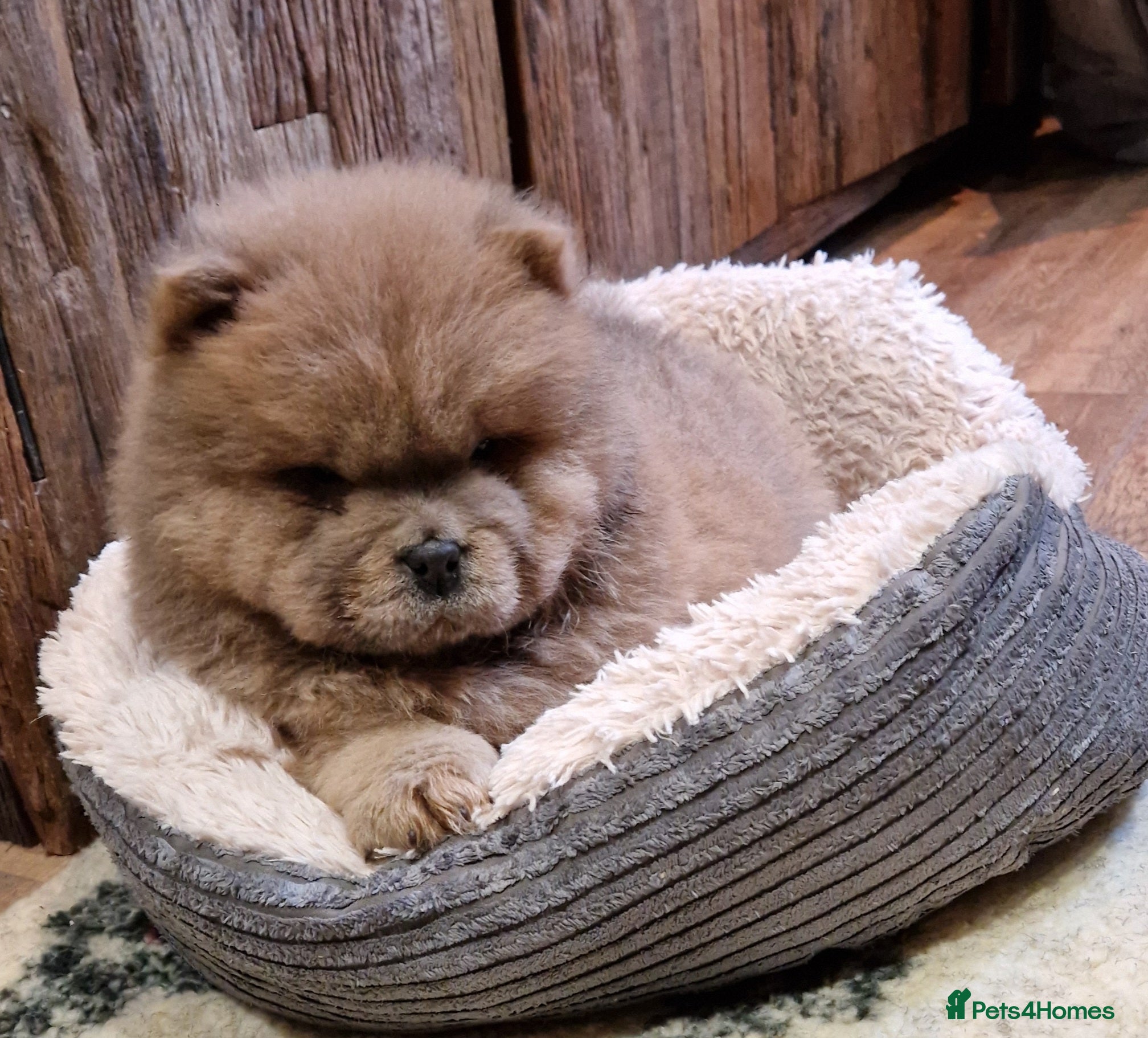 Chow Chow dogs Kc reg chow chow pups  - Advert 6