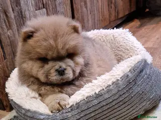 Chow Chow dogs Kc reg chow chow pups - Advert 5