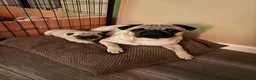 Pug dogs for sale: Pug puppies for sale  in Thornton-Cleveleys - Advert 5